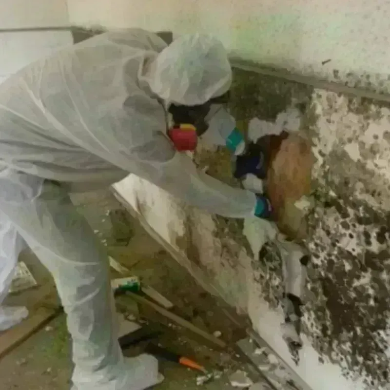 Mold Remediation and Removal in Mount Zion, IL